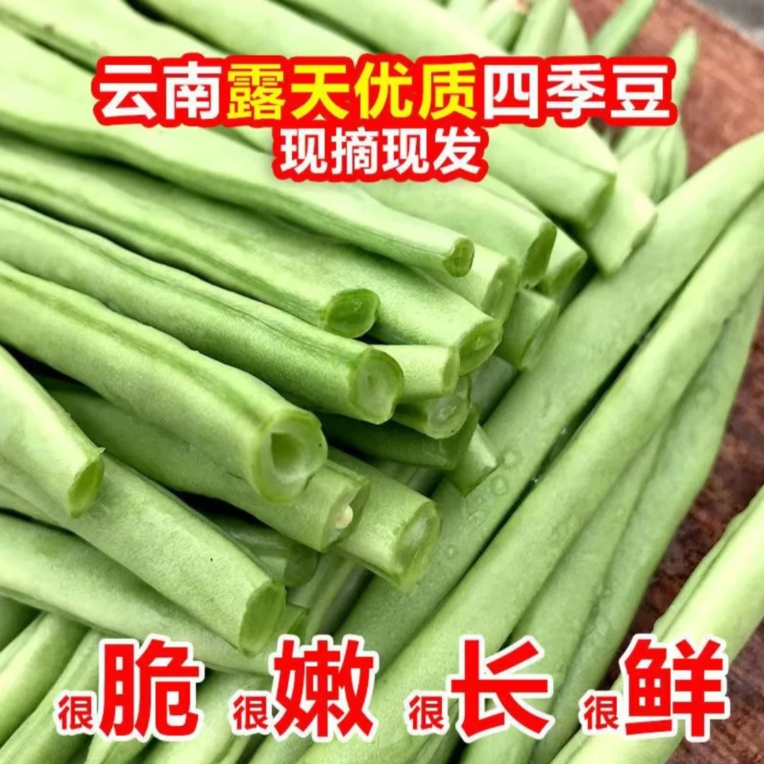 云南新鲜【四季豆】采摘豆角芸豆新鲜蔬菜无筋豆长豆角