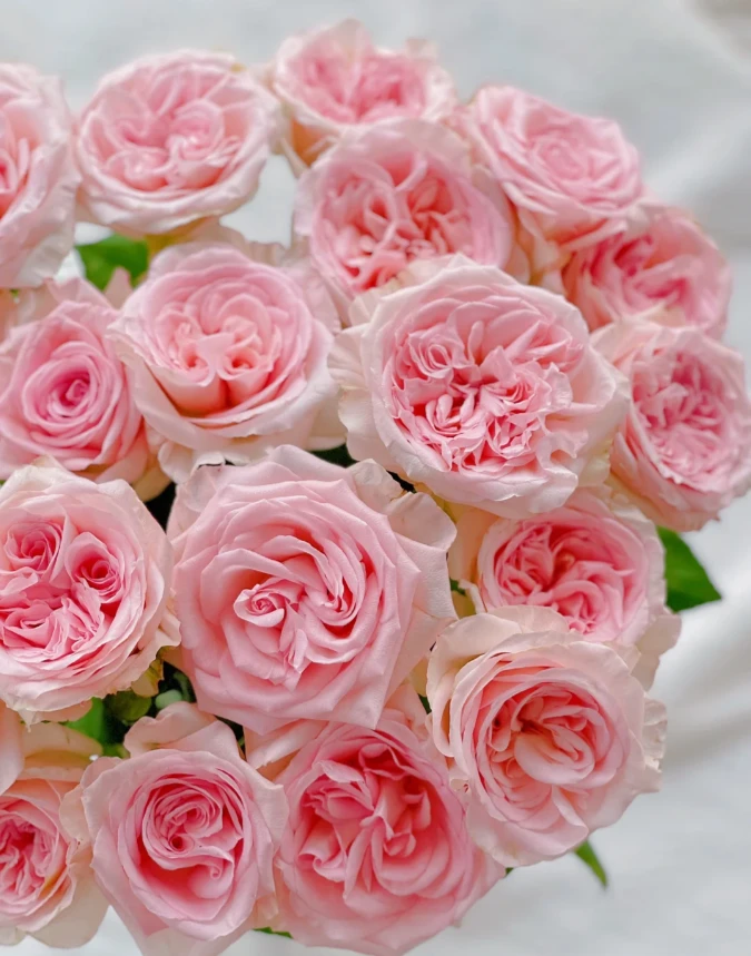 【玫瑰】香水宝塔 任拍三单顺丰空运包邮鲜切花家居花店插花