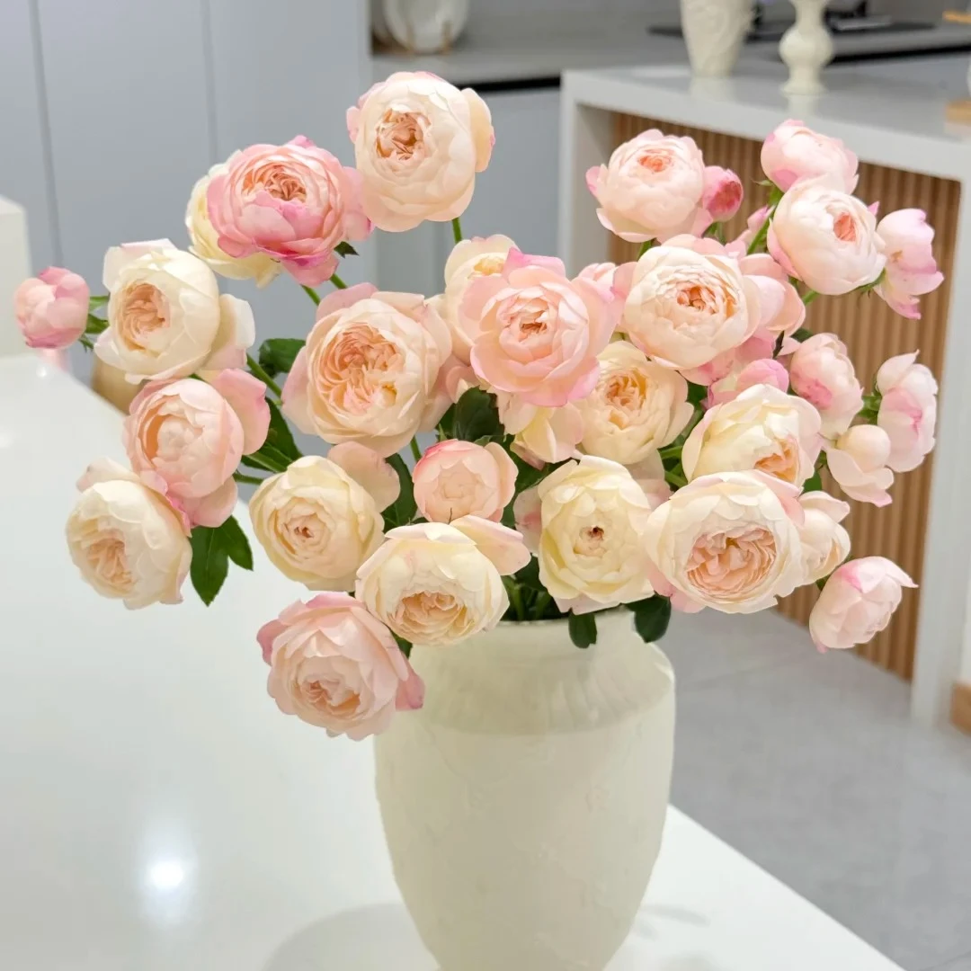 【云南鲜花】多头（和室）玫瑰 1单普通包邮，2单以上顺丰冷链