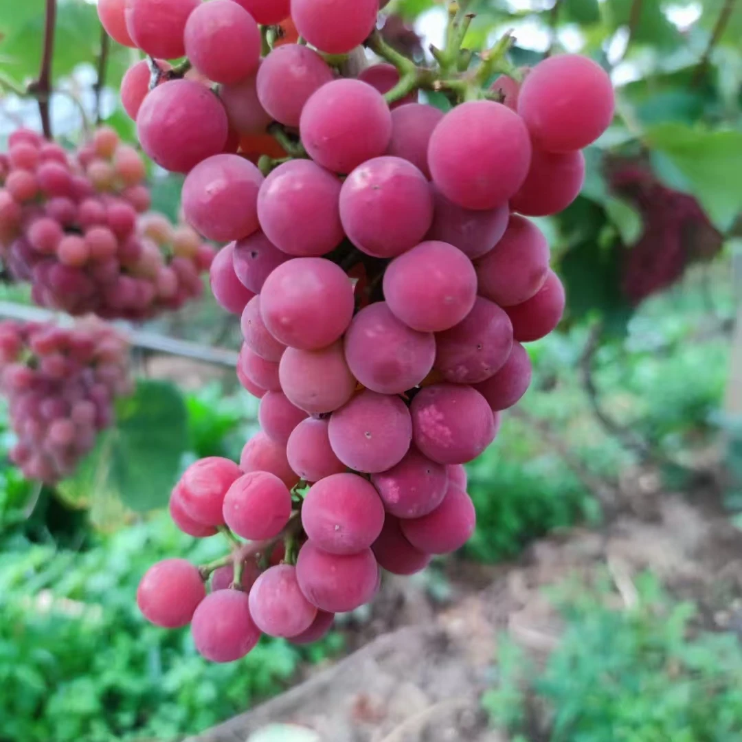 瑞禾源（红玫瑰）葡萄容器苗（不包活）