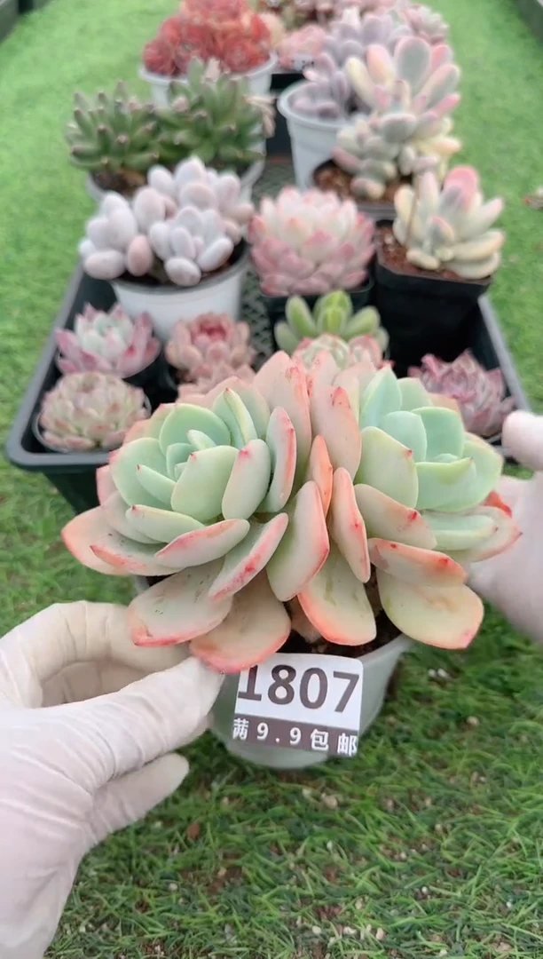 【闪购商品】信福多肉一物一拍