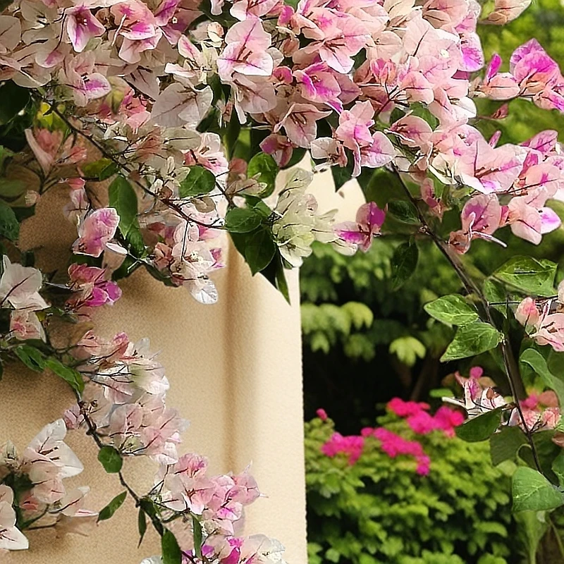 55.8三角梅绿植盆栽阳台庭院爬藤植物四季勤花一物一拍