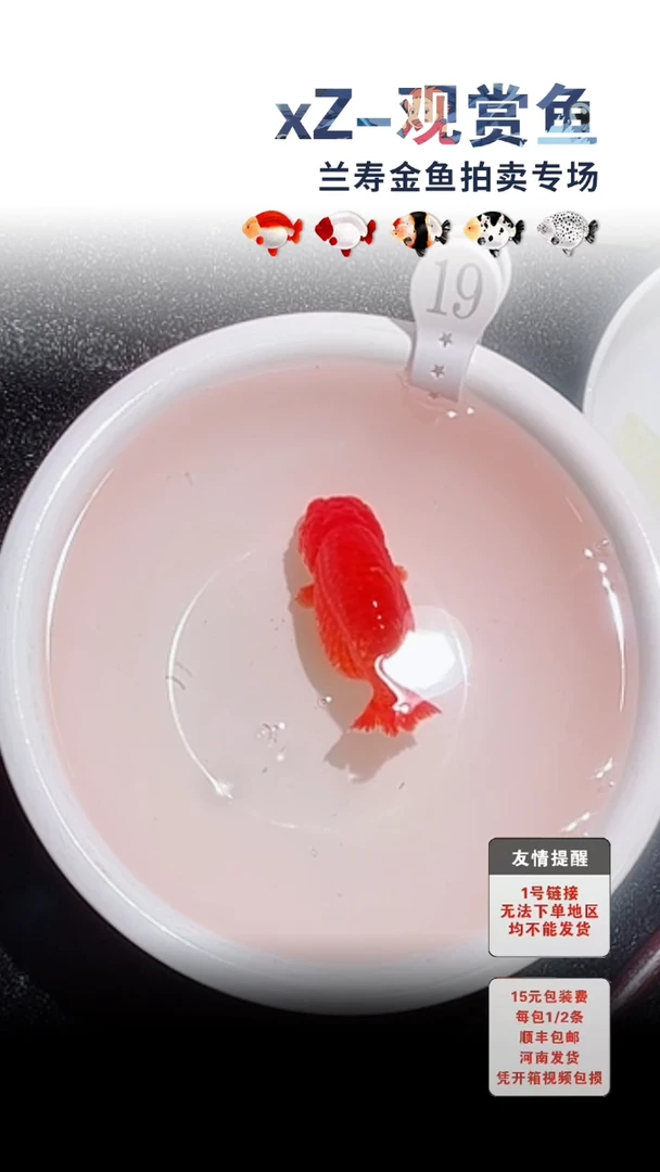 海水鱼包装必拍未拍顺丰到付19号