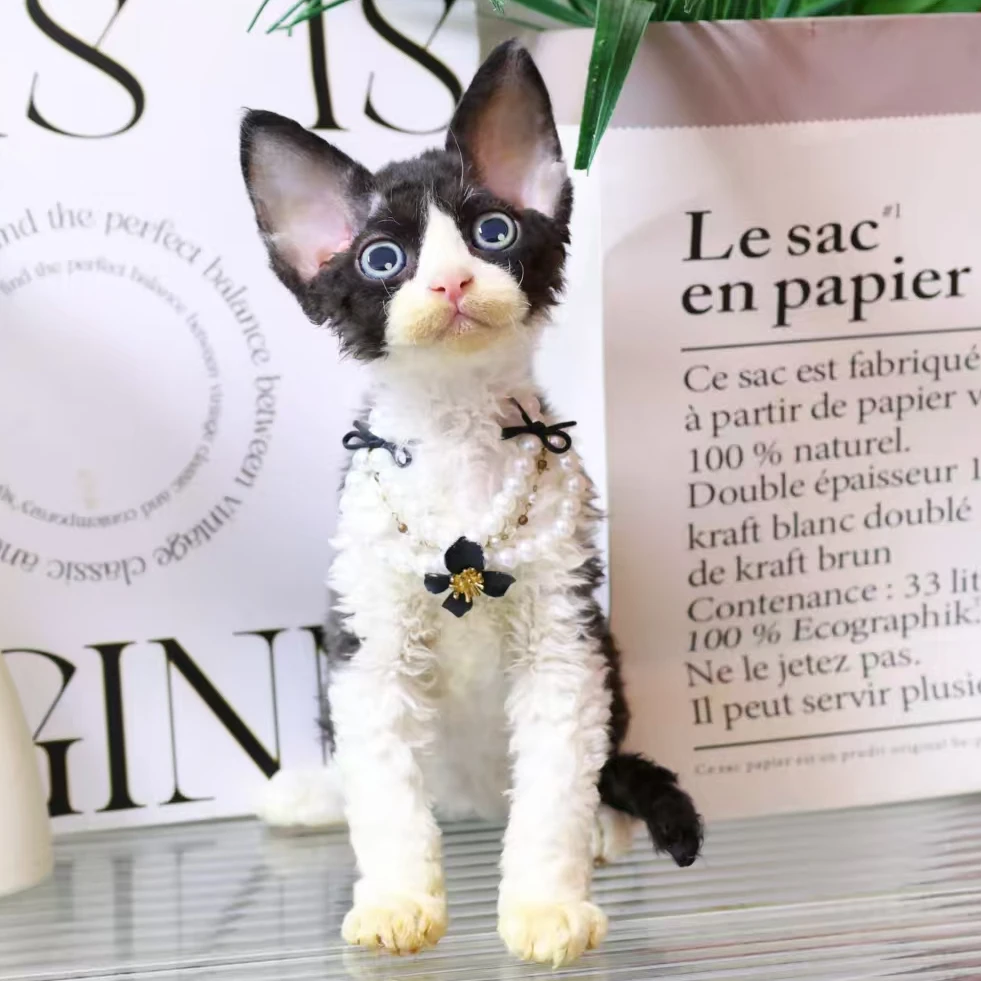 【蔚蓝】德文卷毛猫黑白开脸弟弟-汽水