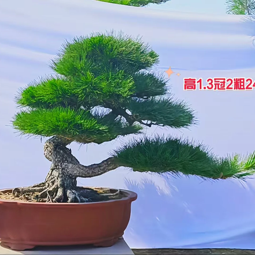 造型黑松油松树别墅庭院松树公园造型松树2米3米造型松山东基地