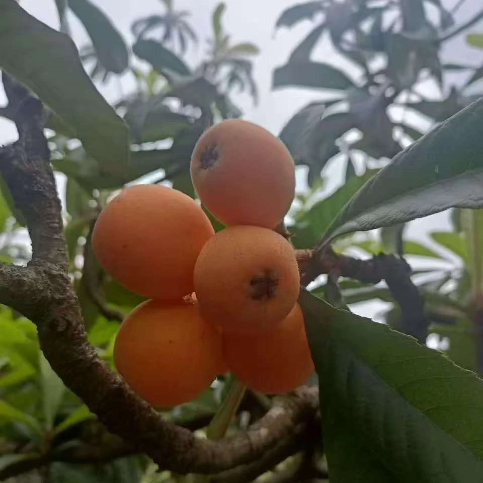 晓晓苗木--大伍星家庭绿植