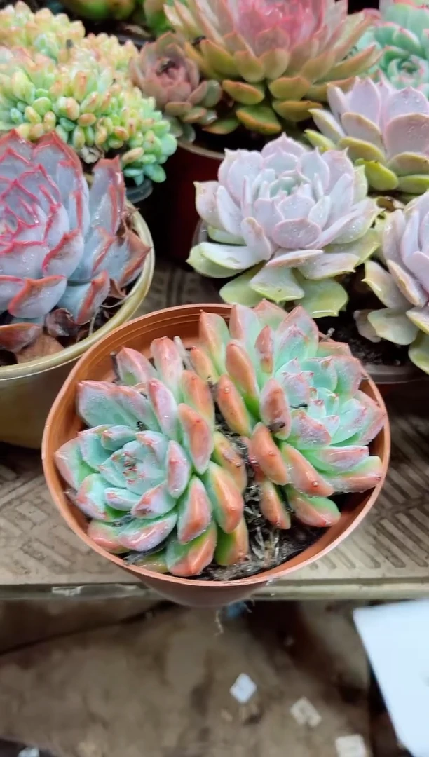 昕*27004多肉植物一物一拍