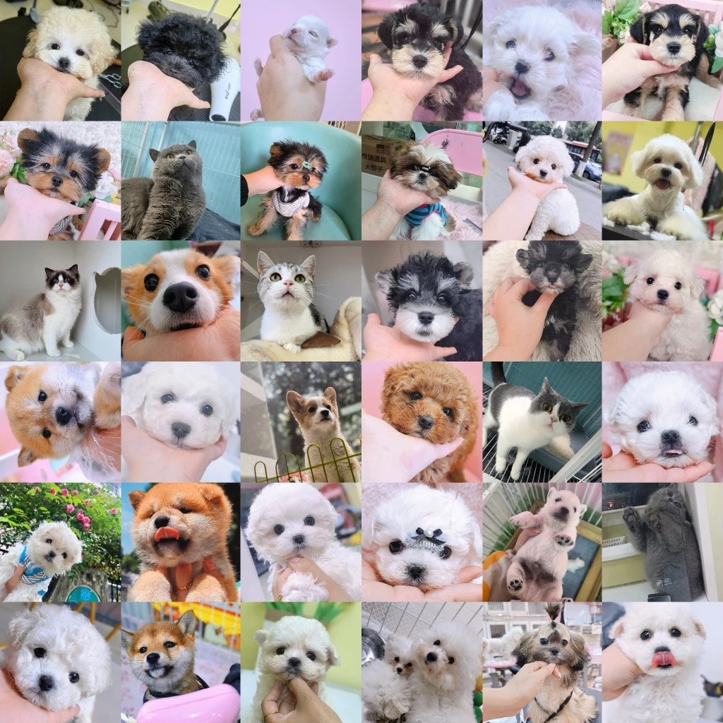 爱恩多宠物直播间宠物小狗小型犬小体狗狗一物一拍