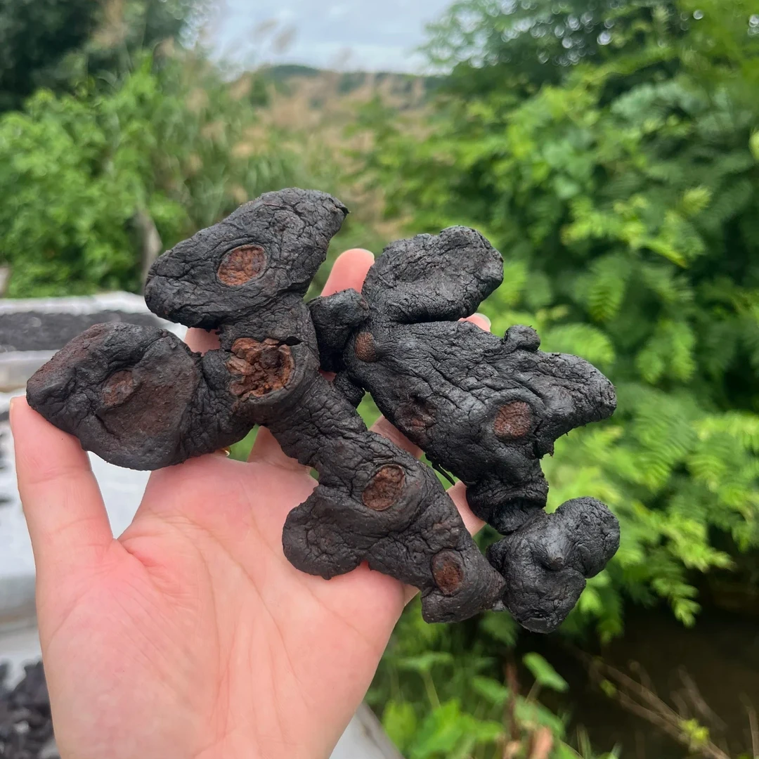 【黄精】云南下山货 多花黄精 仙人余粮 老虎姜 食用农产品  11B