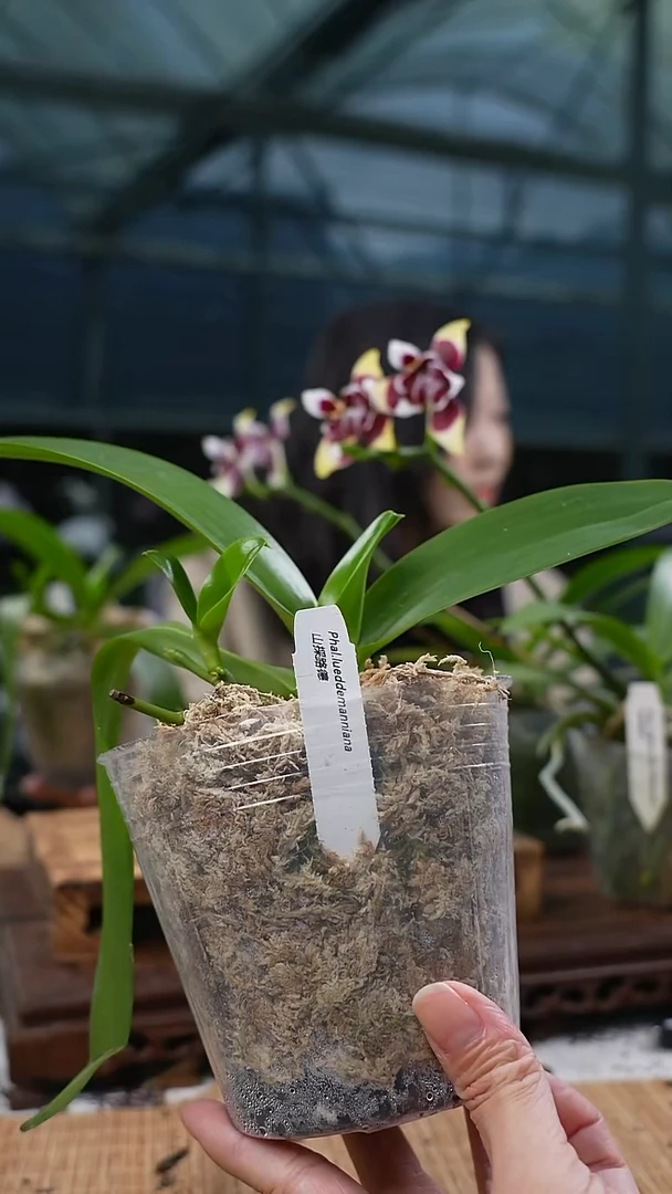 完全开放山菜路德 带高芽