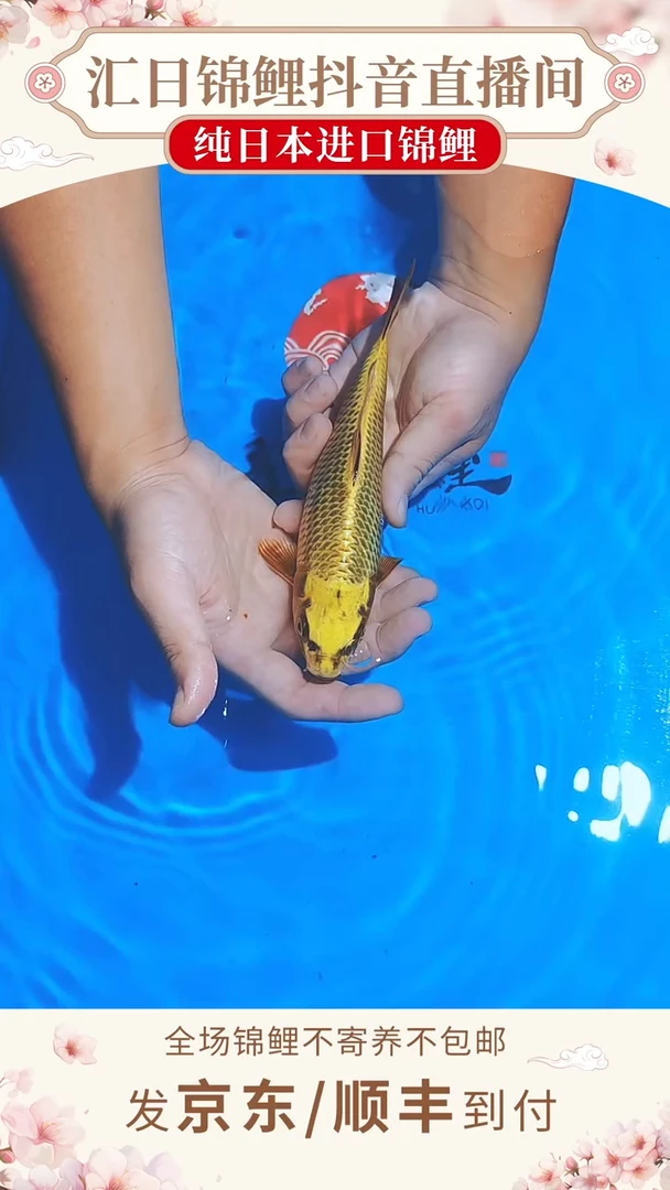 锦鲤丸博单色鲤--006 （京东/顺丰到付）