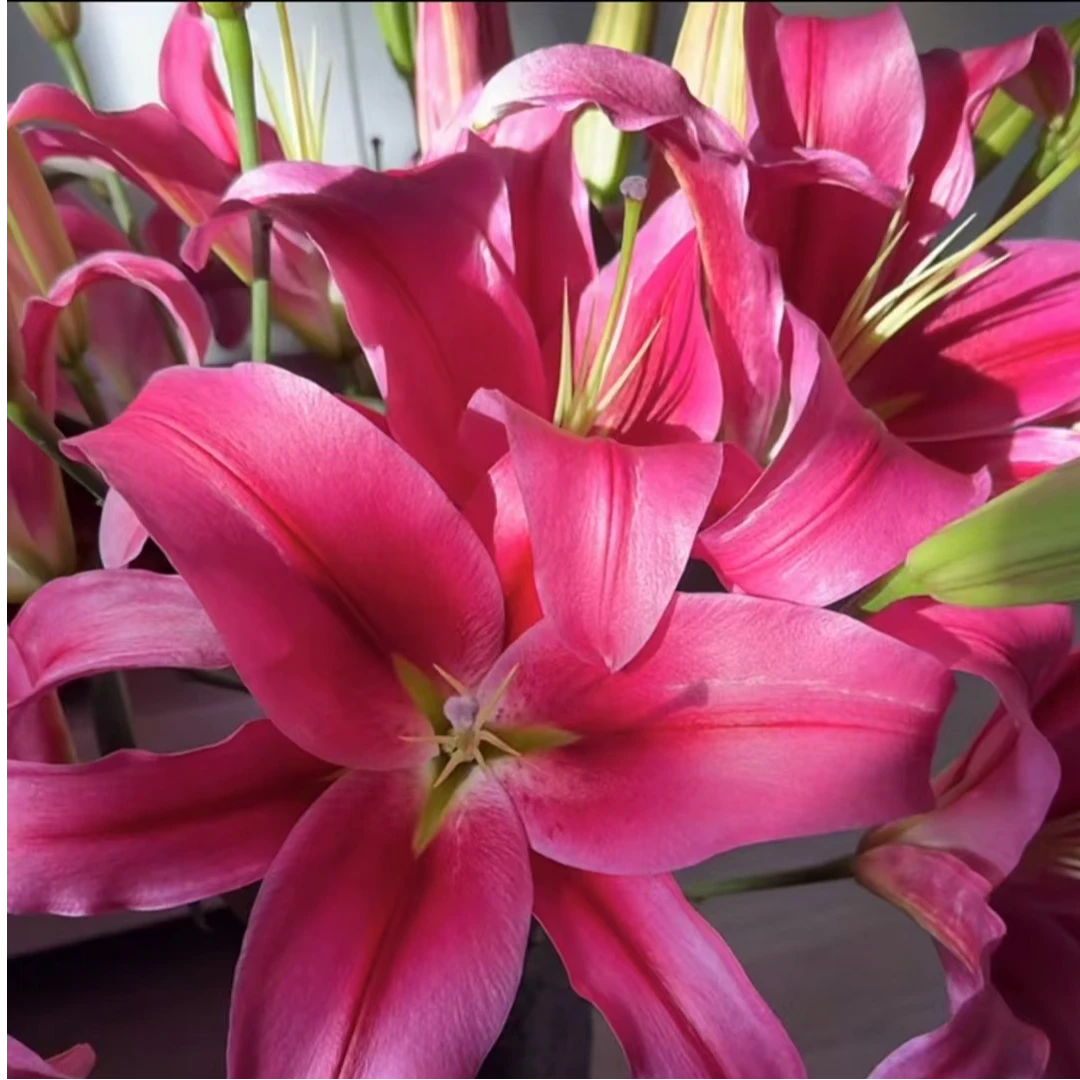 【普拉芬多】单瓣中香型四季可种庭院盆栽