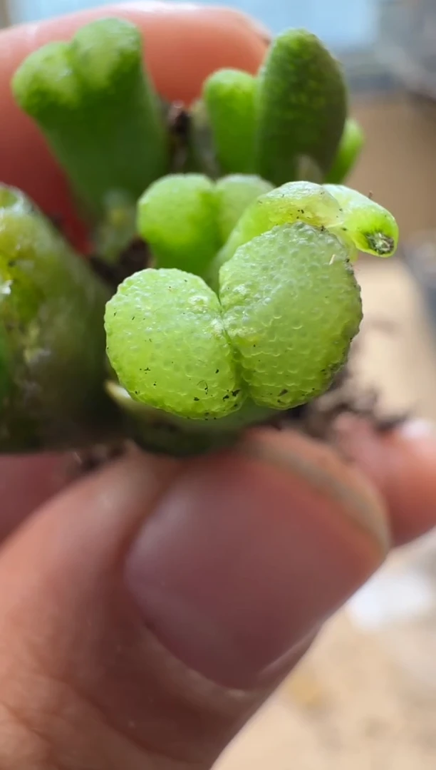 【闪购商品】1/21-135