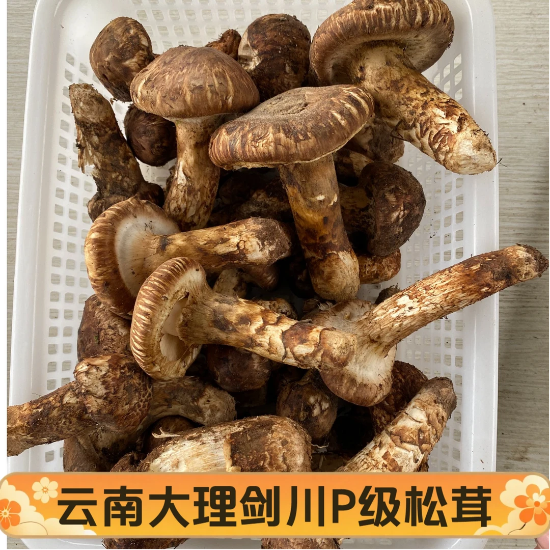 【预售】10以上P级新鲜松茸大帽性价比松茸适合煲汤炒炖