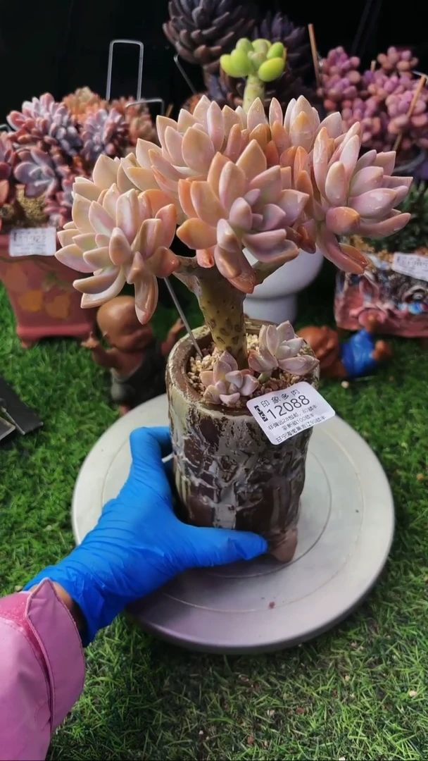 昆明印象多肉12088