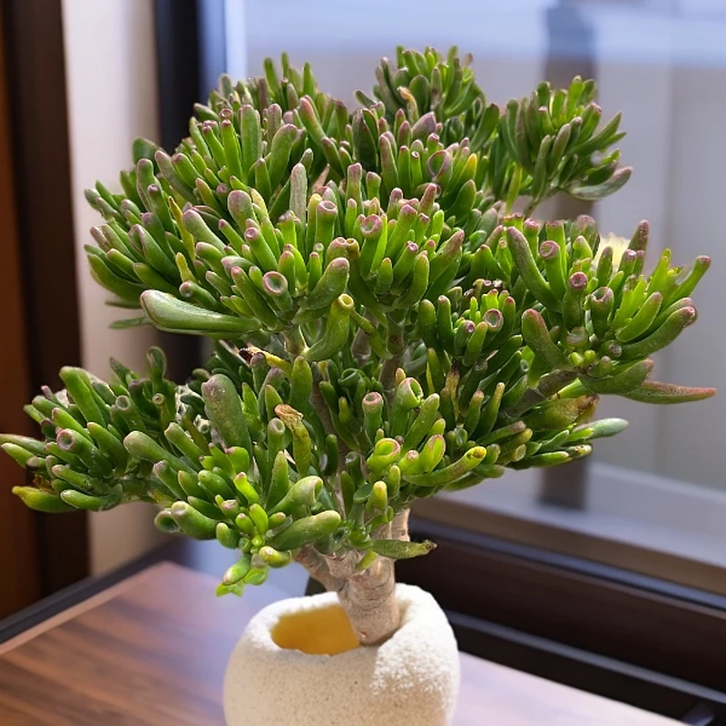 3年精品老桩吸财树    好种好养  室内室外  南北适宜  美观绿植