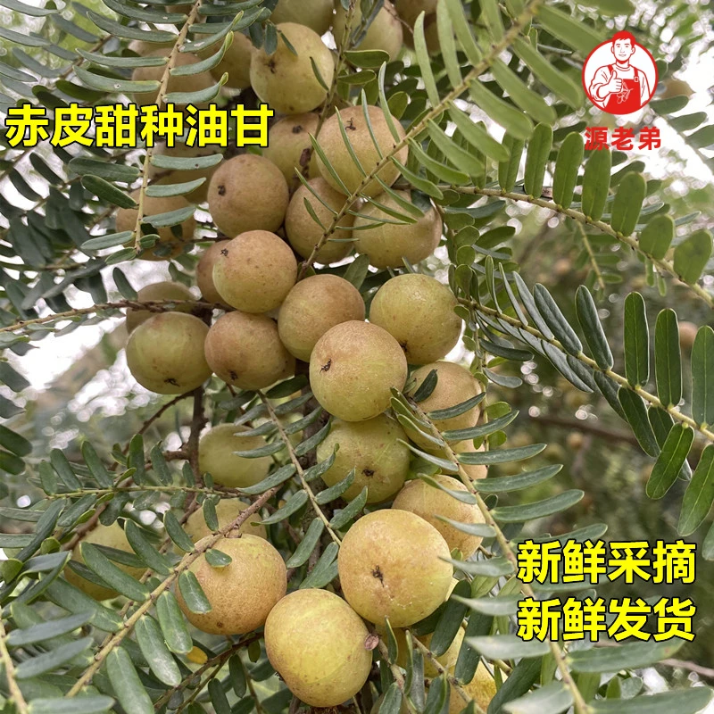 金灶阿源 新鲜油甘果金灶赤皮油甘新鲜采摘 小个 煲汤榨汁 一斤装