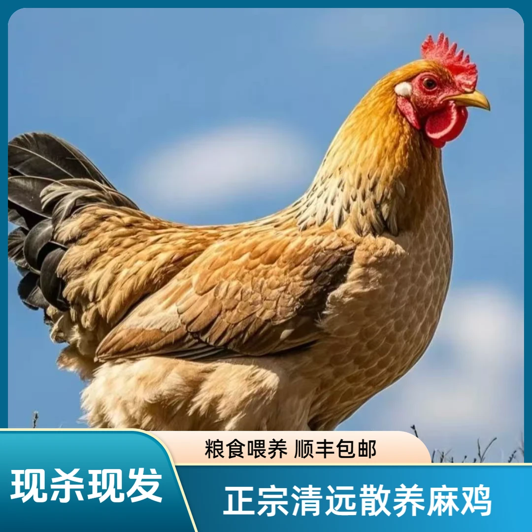 2只 200天鸡项 散养正宗清远走地鸡 每天现宰现发！包邮农家鸡