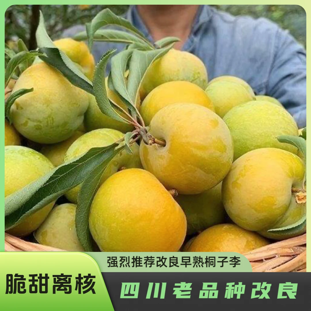 5月成熟 桐子李 早熟.四川老品种,树苗改良嫁接苗,果大脆甜,