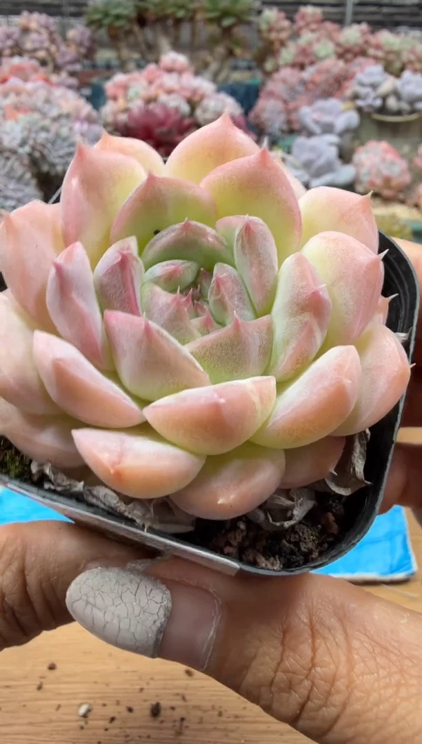 东云多肉园二店-77