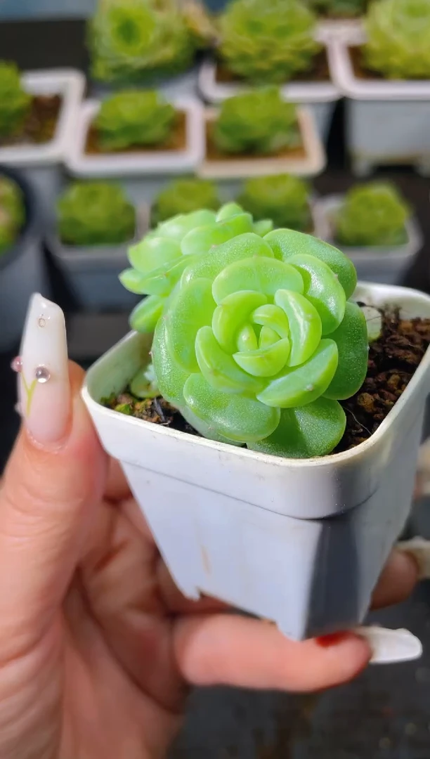 079新品一物一拍
