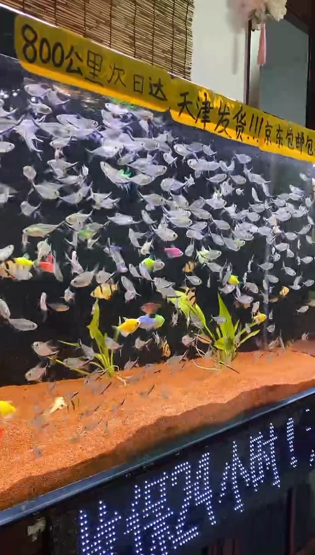 灯科鱼一眉道人5-6cm5条+1条 备损（到手6尾）（偏远不包邮）