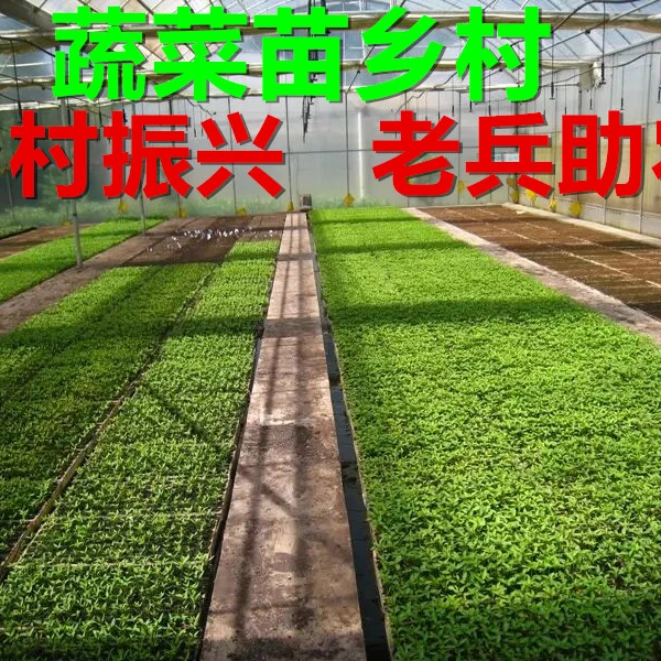 福利5棵棵辣椒苗苗蔬菜苗四季草莓苗奶油红颜草莓苗秧草莓盆栽