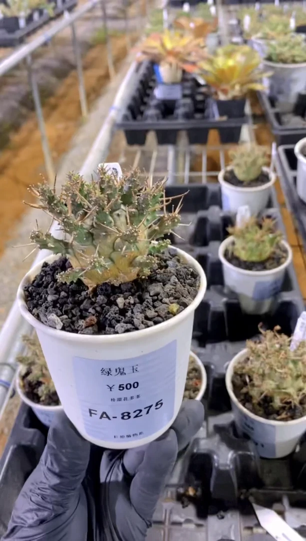 【闪购商品】绿鬼玉FA-8275