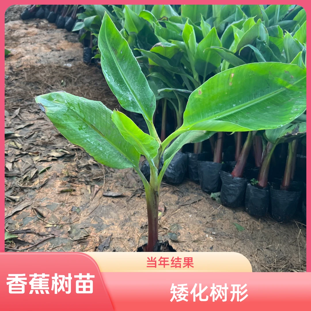 香蕉树苗当年结果矮化树形中蕉九号粉蕉南方均可花盆地栽种植包邮