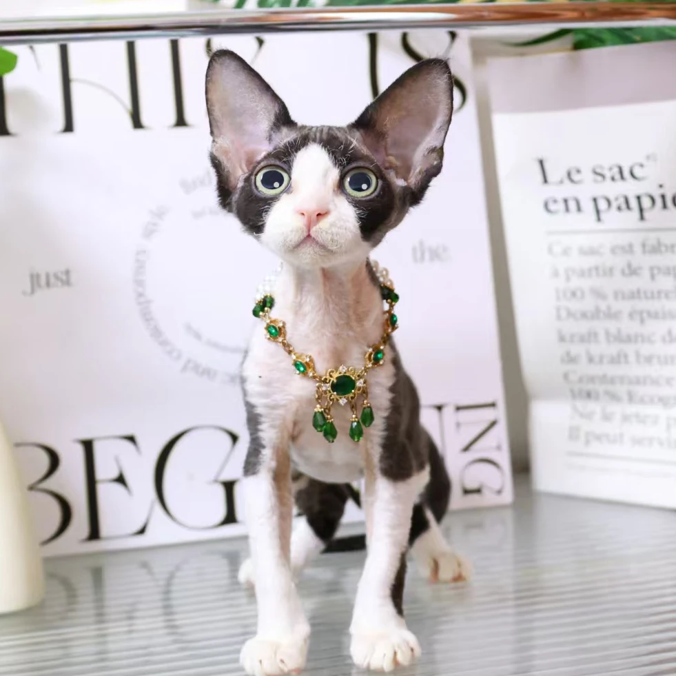 【蔚蓝】德文卷毛猫黑白开脸弟弟-黑土