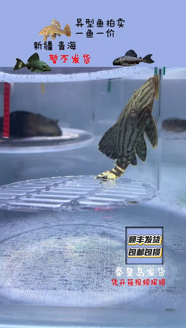 清道夫8.6不包入缸损62