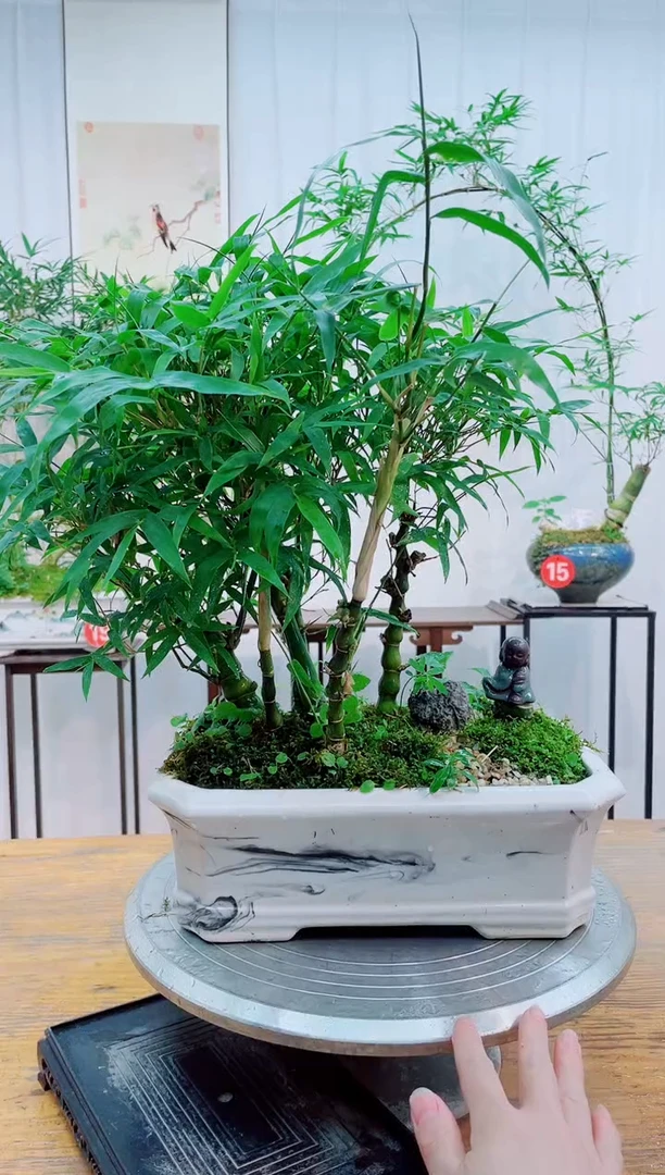 无花朵竹子盆景竹子盆景