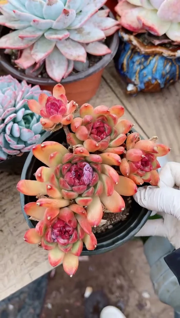 【闪购商品】20176