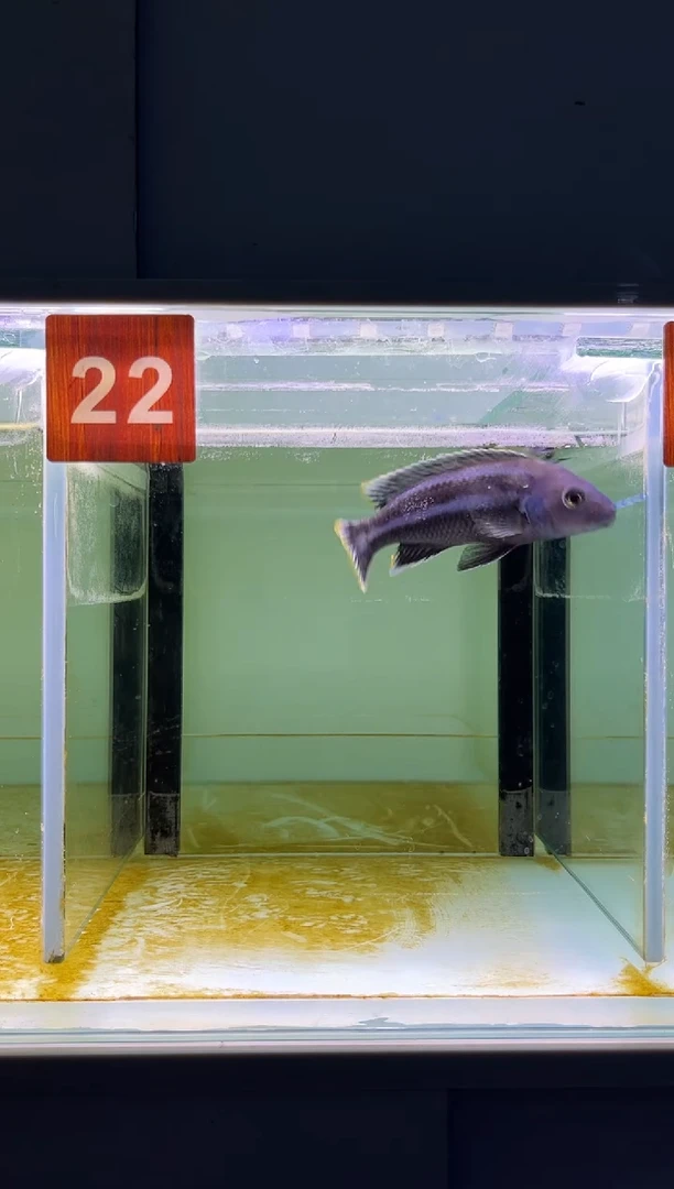 海水鱼三湖慈鲷人工