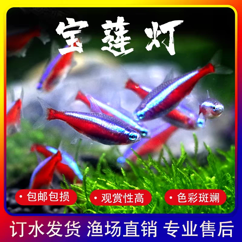 宝莲灯鱼大号宝莲灯小型热带观赏鱼草缸群游必备灯科鱼超级大号