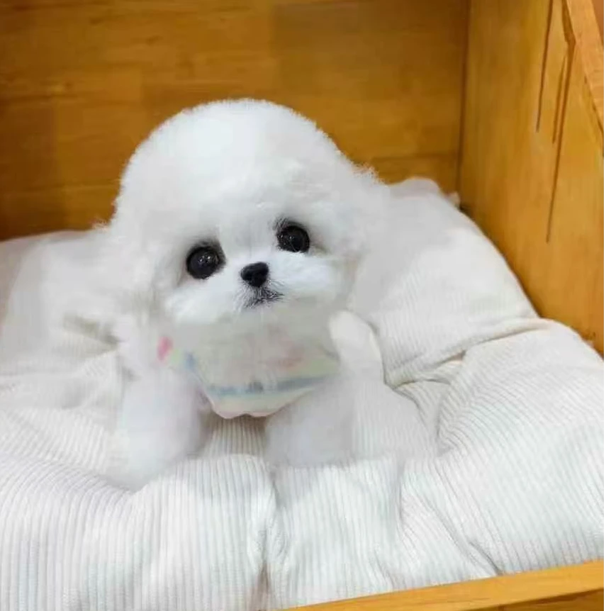 [圆宠】比熊 马尔泰 泰迪熊 活体狗狗