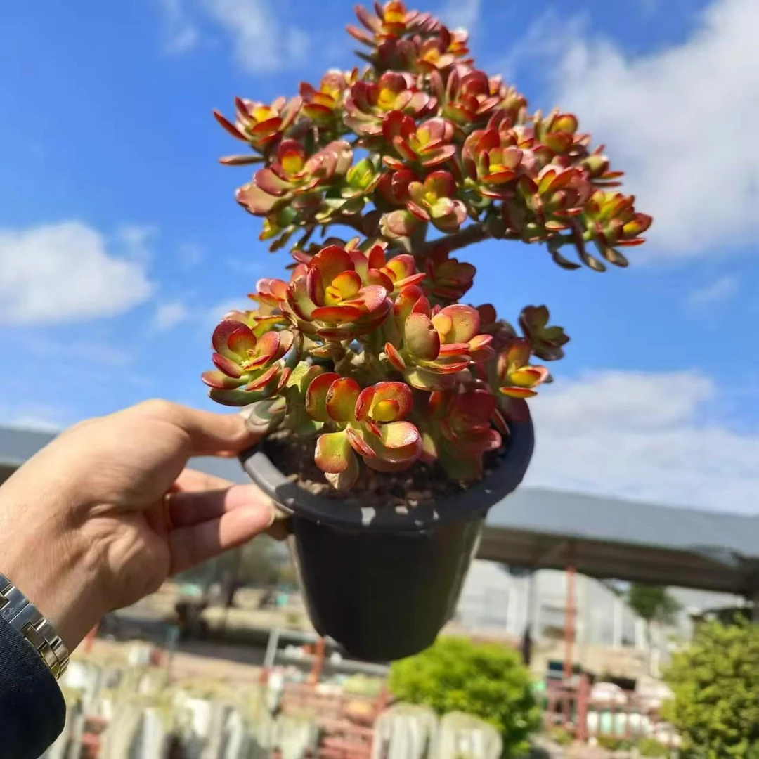 精品姬红花月摇钱树多肉 好种好养