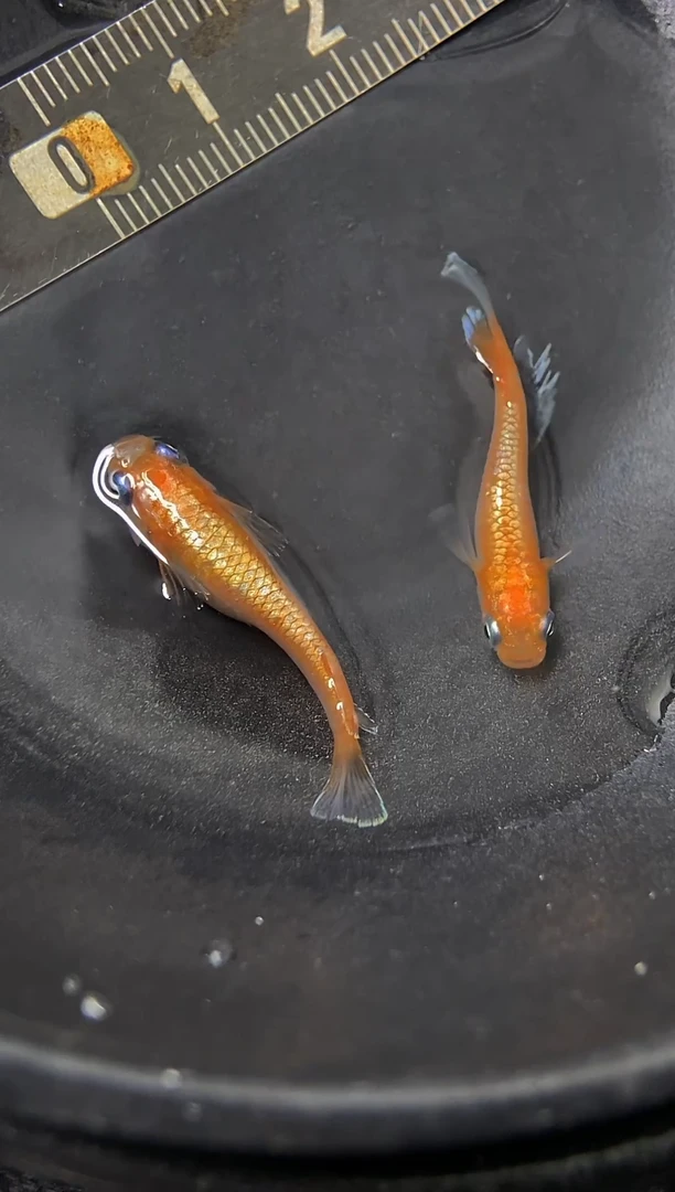 青鳉鱼11林赤壁···
