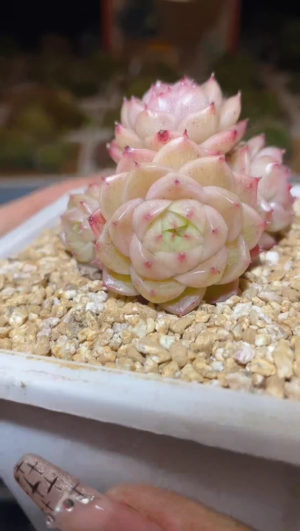 【闪购商品】175麦秆