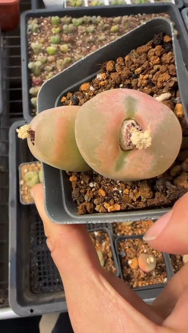 【闪购商品】20-201