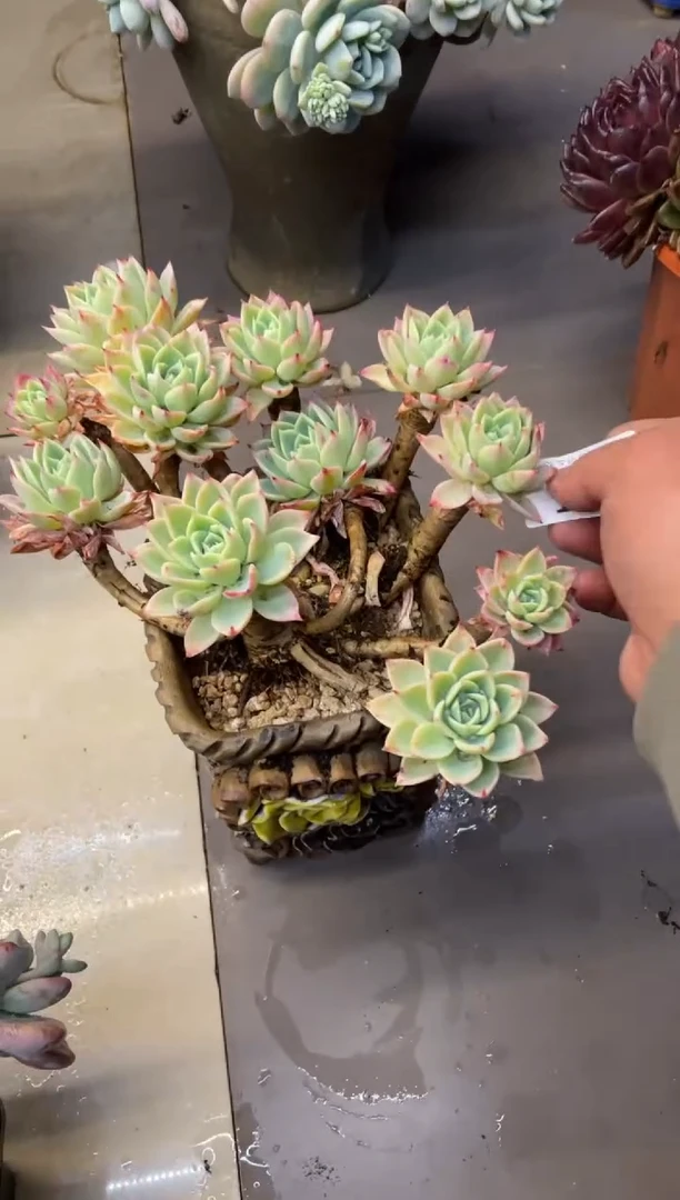 【闪购商品】126三色堇