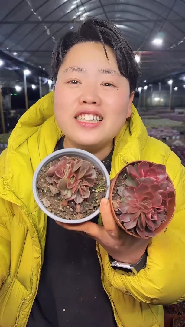 棚里小红灯缀化一颗9.99