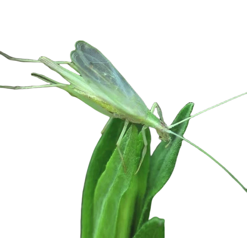 差价链接C-竹蛉小居民标本（颜色随机发）