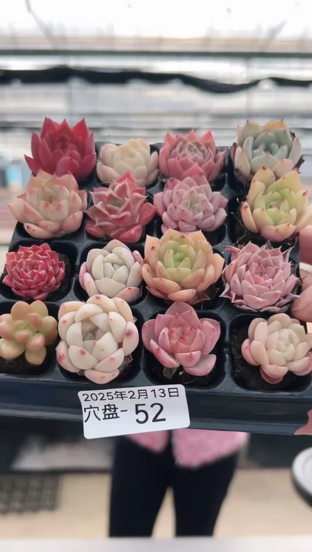 【闪购商品】穴盘-52