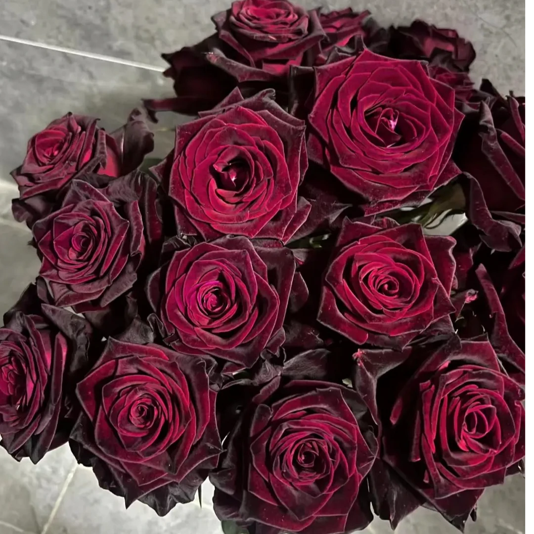 【黑巴克单头玫瑰】高级感单头玫瑰 基地直发 顺丰包邮今天拍明天到