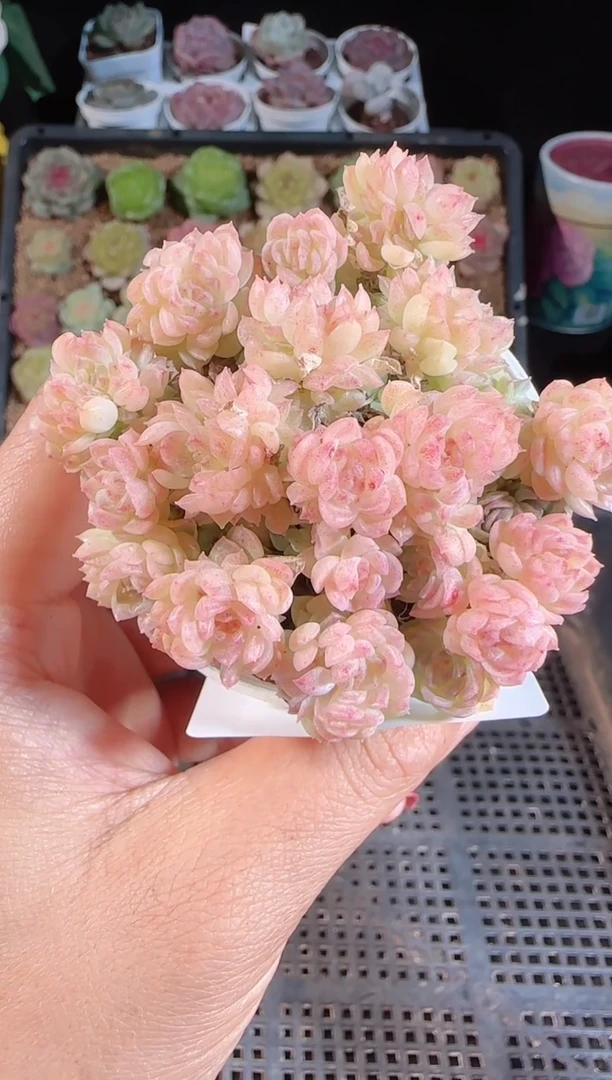 1109-105麦秆群不包整