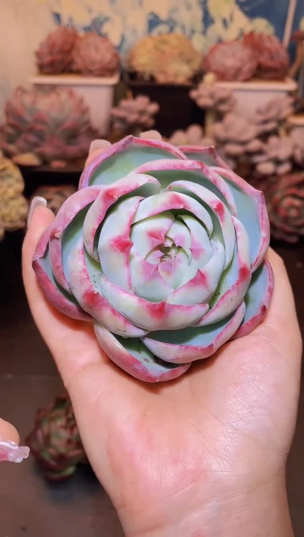 【闪购商品】117惊鸿仙子