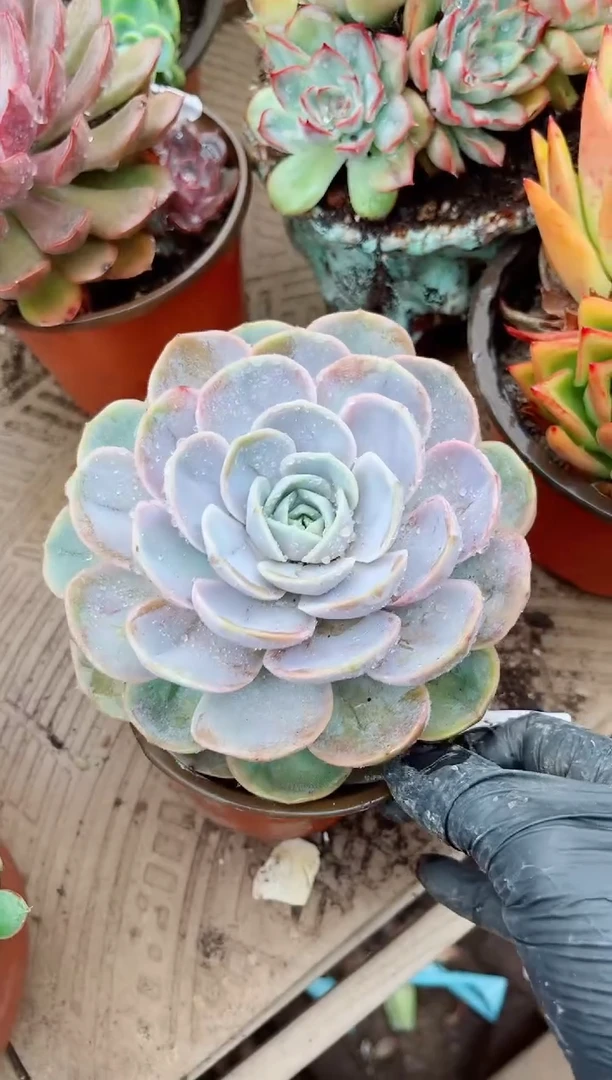 "**C26054多肉植物一物一拍