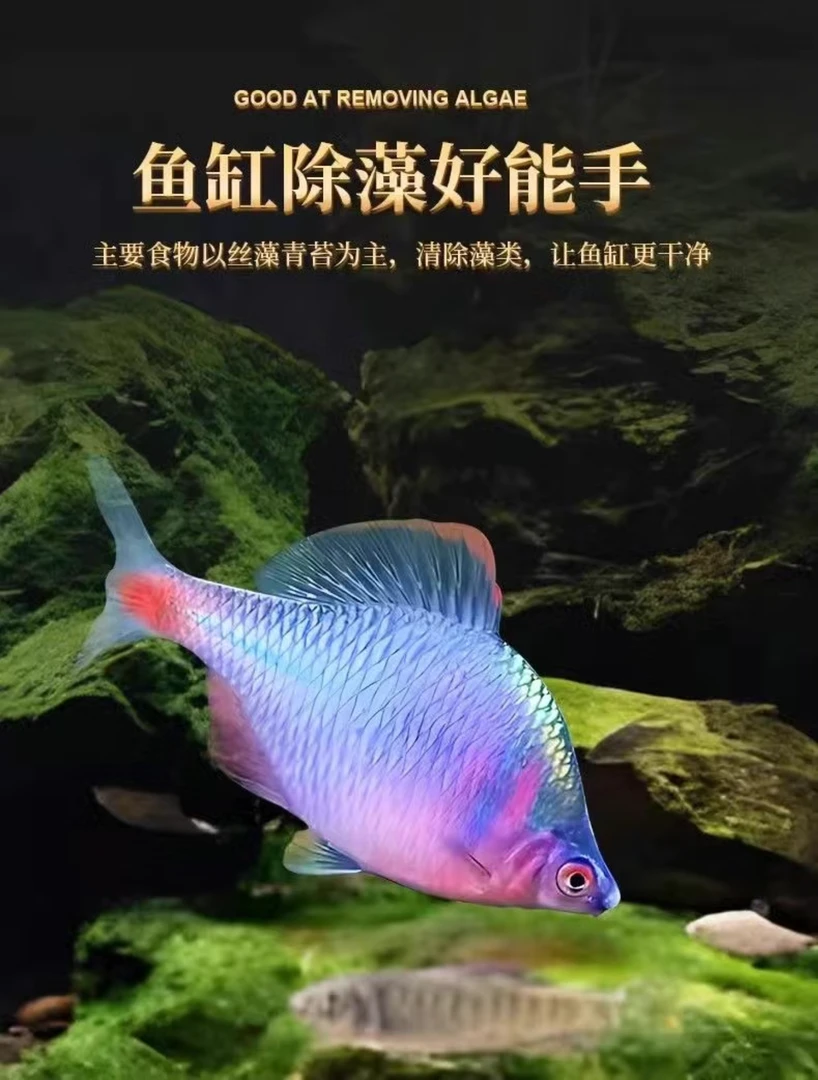 七彩鳑鲏鱼高体鱼好看好养新手练手不加温已开口饲料