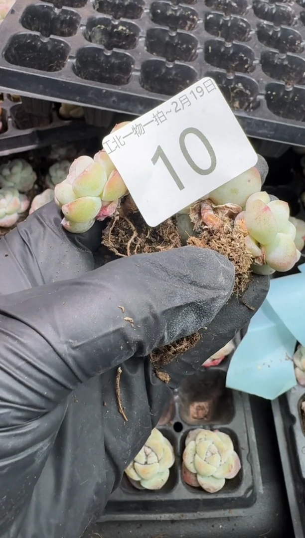 【闪购商品】10号到手一框-江北一物一拍